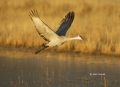 Sandhill-Crane;Crane;Grus-canadensis;One;one-animal;avifauna;bird;birds;feather;